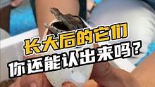 长大后的它们你还能认得出来吗#鳄珍 #鳄鱼 #鳄鱼养殖基地 