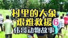 与10岁的象宝宝拔河需要多少人？野生大象装车需要几个步骤？#万物皆有灵性 #萌宠 #爱它行动季