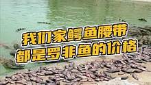 我们家鳄鱼腰带都是罗非鱼的价格#鳄珍 