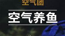 鱼到处都是看和谁玩。一起玩！ #观赏鱼 #龙鱼 #水族 #热带观赏鱼 #养鱼日记