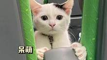 和一群小动物在一个车厢是什么体验！#萌宠 #可爱 #火车 #铲屎官 #夏日娱评嘉年华