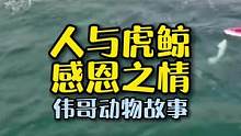 人与虎鲸的亲密接触，没想到动物们也会有感恩之心呢！#万物皆有灵性 #萌宠 #人与动物和谐共处
