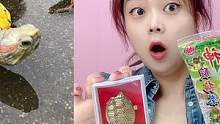 神龟酸梅粉里有“黄金龟”？小鹿狂拆50包，最后竟然真的发现了！ #寻宝 #神龟粉 #黄金龟