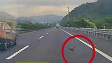 高速上飞来一只鸟，猛打方向盘后...（供稿：宁波高速交警）#交通安全 
