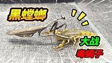 意外收获暗黑大螳螂，对战带毒野生蝎子，螳螂负伤竟然流出蓝色血