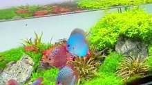 大神的七彩神仙水草缸#七彩神仙鱼 #水草缸 #水草造景 #玻璃缸中的大自然 #养鱼日记