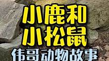 树林遇见一只小鹿，它难道和小松鼠认识吗？#万物皆有灵性 #萌宠 #动物的迷惑行为