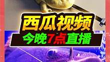 今晚七点西瓜视频直播，与千万粉丝大佬连线互动，他代表就是"牙" #西瓜水族馆营业啦 #今晚7点直播 