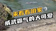 来看看咱家威武霸气的大可爱？#鳄珍 #鳄鱼 #鳄鱼养殖场 