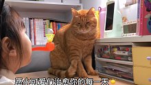 大橘猫陪读，因小主人作业多不断犯困