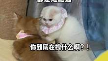都是短腿猫你到底在拽什么啊！！#小奶猫的成长日记 #猫咪的迷惑行为 #家有傻猫 #米努特矮脚猫 #曼