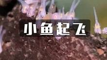 一条条看似寻常的小鱼从这一刻开始走向绚丽多彩的旅程……#神奇动物在抖音 #观赏鱼 #奇妙的动物 #神