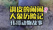 非洲小象闹闹的故事，您是否感受到了动物们生存的不易呢？#动物世界 #原创故事 #万物皆有灵性 #萌宠