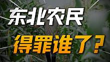 东北农民得罪谁了？东北玉米被自己人坑惨了！