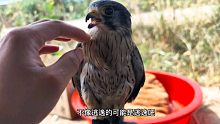 救助红隼的第2天，这怕是谁家养的宠物吧，一点也没有猛禽的样子