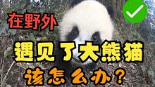 在野外遇见大熊猫，99.99%的人会这么做！