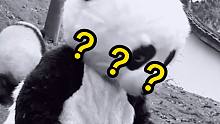 实锤？大熊猫真的是人假扮的？！