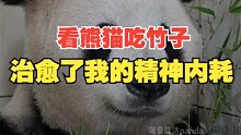 看熊猫吃竹子，治愈了我的精神内耗