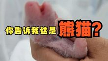 你告诉我这是熊猫？