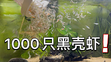 1000只黑壳虾清洗鱼缸藻类，效果爆炸好，并加入泰国鱼