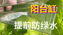 防止夏季绿水，我预判了大头鱼