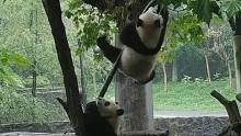 大熊猫巢天骄：看我一记飞毛腿