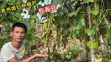 贵州媳妇带回一颗“狗骨豆”，以为种不活，没想到一颗能产300斤