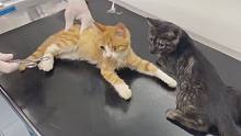 带3只残疾小猫去看医生，它们的状况比想象中糟糕