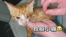 3只被遗弃的残疾小猫，我决定收养它们