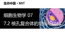 【细胞生物学】7.2 核孔复合体的组成与结构