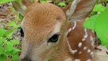 小松鼠没和小鹿一起来吗？#万物皆有灵性 #萌宠 #梅花鹿 #可爱到爆炸