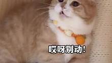 哟！小家伙还有两幅嘴脸呢！#猫森林泰罐 #猫森林吞拿鱼泰罐