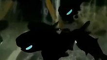 天青色瞪眼鱼？