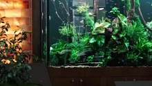 水草造景的魅力，底滤成品缸造景改造展示#水草造景 #水草缸 #生态缸 #鱼缸造景 #造景鱼缸
