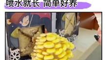 和孩子一起#种蘑菇！喷水就长，近距离观察蘑菇的生长过程#家庭种植#植物观察日记#科学实验#益智玩具