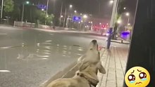 大街上遇见的一幕，与主人失散的流浪狗狗独自在马路上仰头接雨水喝