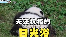 熊猫宝宝集体出动晒太阳咯！