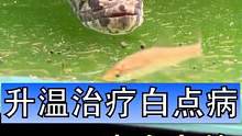 观赏鱼常见的白点病（小瓜虫）升温治疗的方法相比下药更加安全，适合体型稍大或者对药物敏感的鱼，缺点是疗