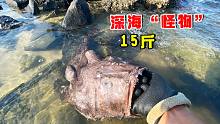 阿聪赶海抓获15斤深海丑鱼，还有超大乌头鱼，一只手都按压不住