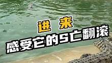 史前巨兽的凶残暴力，近距离感受鳄鱼的死亡翻滚#鳄鱼养殖 #鳄鱼 #鳄珍 
