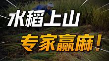 水稻上山惹争议？同样的历史还能再现？