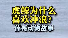 阿根廷的虎鲸为什么会学人类冲浪？#万物皆有灵性 #动物救援 #虎鲸 #动物的迷惑行为