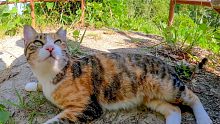 到山上的观景台，有一只可爱的印花布猫在附近打滚。