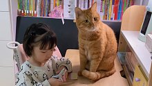 大橘猫陪读，暴露了自己是个社恐小猫咪