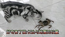 猫咪和螃蟹大战:你能猜出谁最终胜利吗？