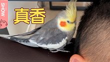 奇了怪！只要男主人一躺下，小鹦鹉就会去闻他的头？【马可波罗show】
