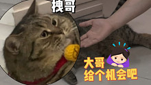 【肥弟】把猫咪惹恼以后…