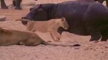 河马试图拿捏狮子不料狮子左右躲闪#动物世界 #精彩片段 #狮子 #河马 #万物皆有灵性 