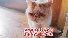 蓝宝前救助人救治的加菲铁蛋病情渐好，有粉丝们关爱会越来越好