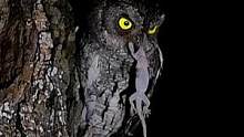 只在夜里活动的猫头鹰，是不是很神秘？#动物世界 #创作灵感 #神秘 #猫头鹰 